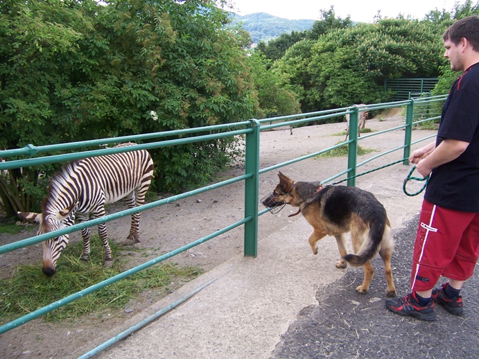 Maxík a zebra