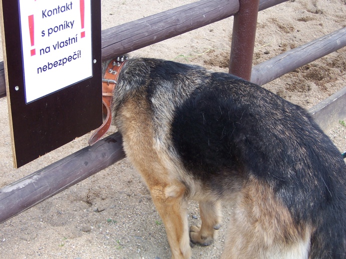 Maxík