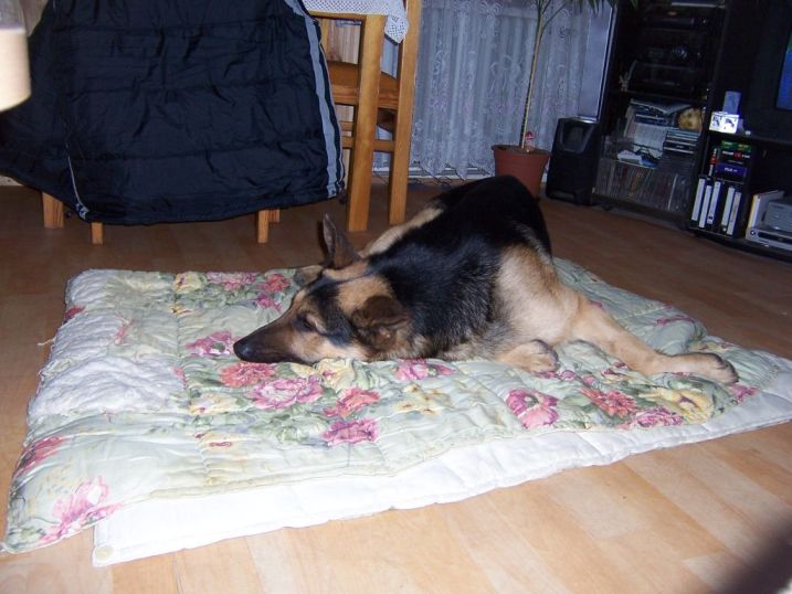 31.12.2006 po žebrání