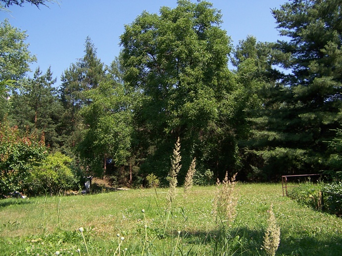 Zahrada 6.7.2006 2